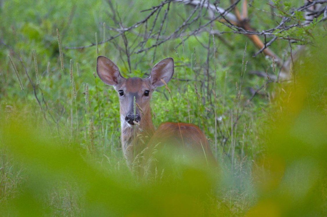 A deer, likely a doe, is observed in a natural, overgrown habitat. The animal looks directly at the viewer, set against a background of lush green foliage and branches. The foreground is heavily framed by blurred green leaves, suggesting a hidden or candid wildlife encounter.
