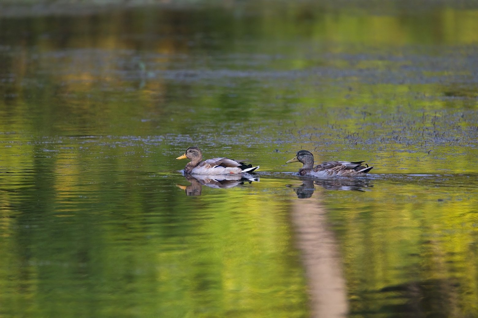 A peaceful natural scene featuring two ducks swimming calmly on a body of water. The water's surface reflects greens and yellows, creating a serene, shallow depth-of-field composition.