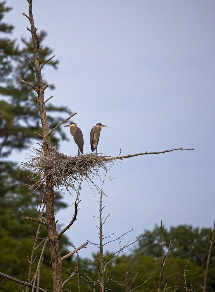 Two egrets are perched on a large stick nest situated in a dead, vertical tree trunk. The scene is set against a pale, overcast sky, with dense green foliage filling the lower background.