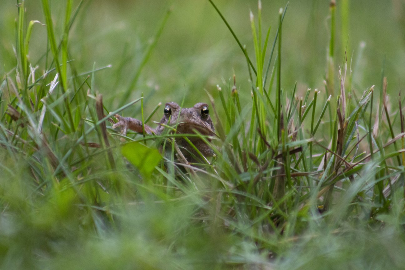 {'type': 'string', 'value': "A small frog is partially visible, peeking through dense, vibrant green blades of grass. The photograph is taken from a low angle, highlighting the amphibian's natural camouflage within its lush, grassy habitat."}