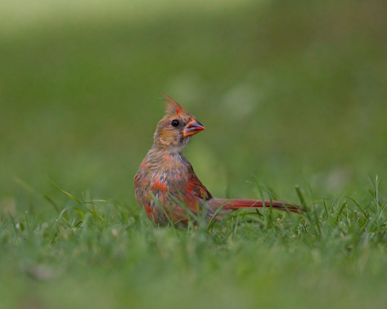 A detailed photo of a small, crested bird with reddish-brown plumage, standing alertly in lush green grass. The background is softly blurred, emphasizing the natural, verdant setting.