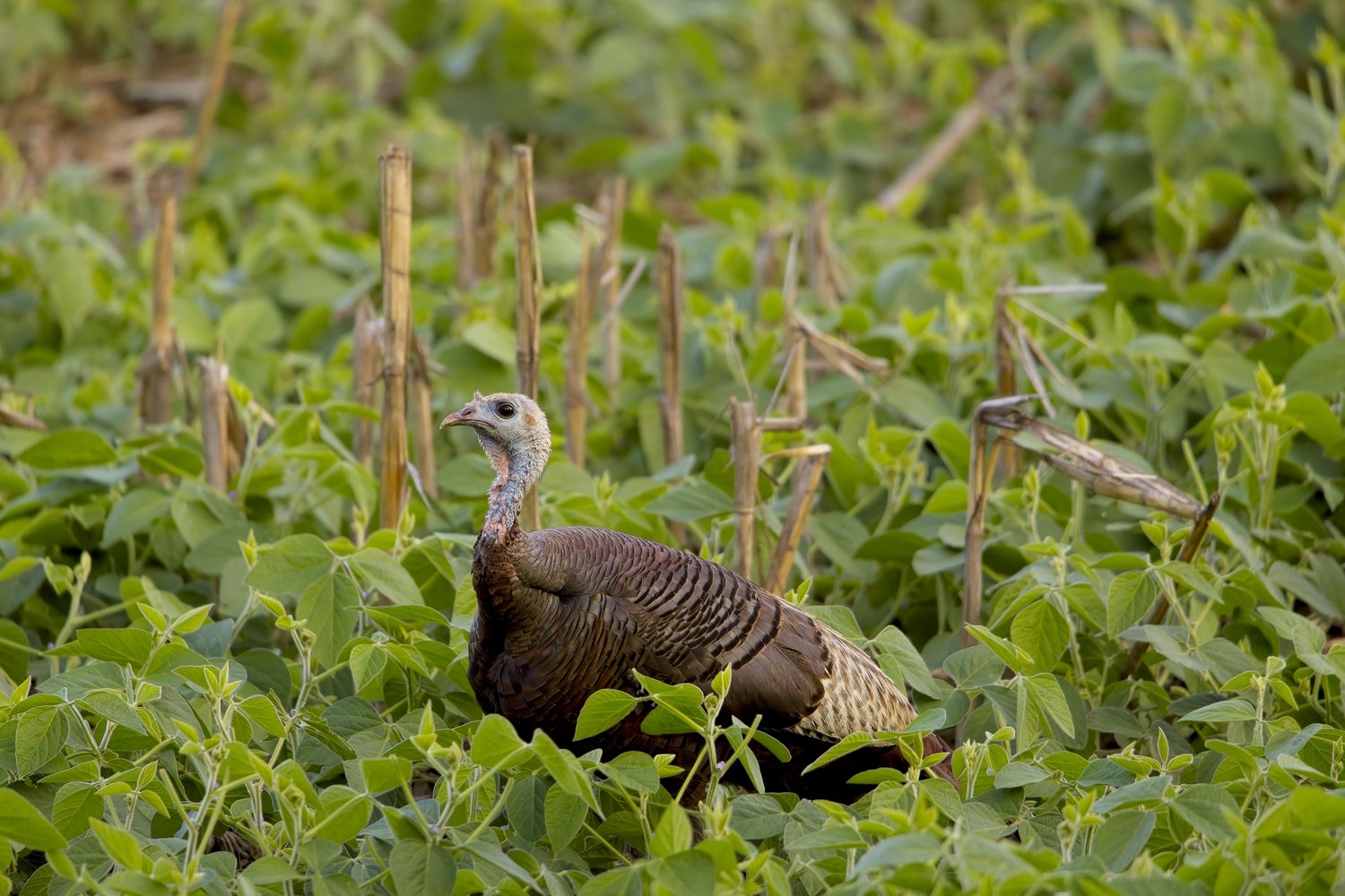 A turkey is visible in dense, vibrant green undergrowth, suggesting a natural or semi-wild habitat. The surrounding area is cluttered with numerous thin sticks and natural debris.