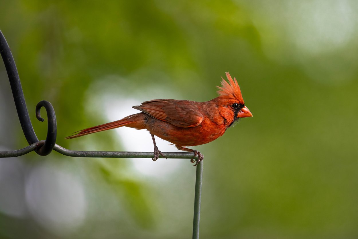 A reddish-orange bird with a noticeable crest is perched on a dark, curved metal wire. The background is soft and blurred with vibrant green foliage, suggesting a natural, outdoor setting.