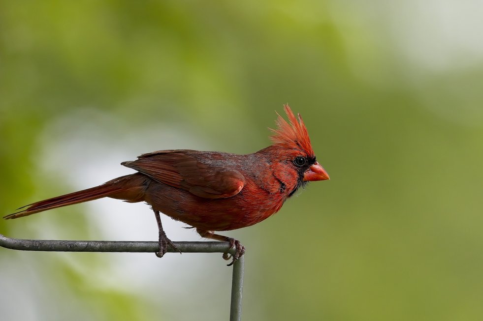 A small, reddish-brown crested bird is perched horizontally on a wire against a soft, blurred green background.