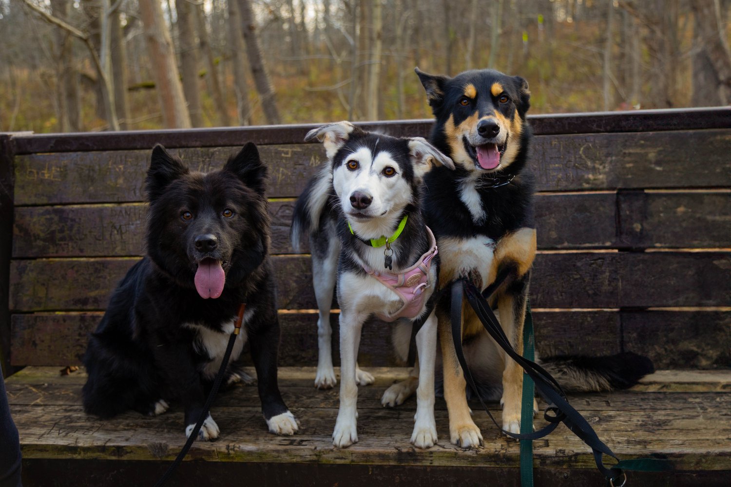 Four friendly dogs of various sizes are posed on a wooden park bench in an outdoor setting. The group includes a large black dog on the left, a smaller spotted dog in the center, and two medium to large dogs on the right, all looking toward the viewer.