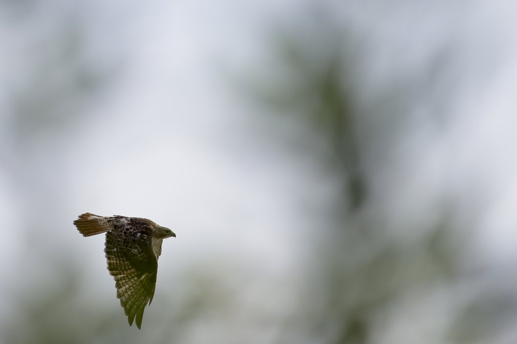 A small, dark bird is captured mid-flight in the lower left corner of the frame, sharply contrasted against a heavily blurred, bright, and soft background (bokeh effect).