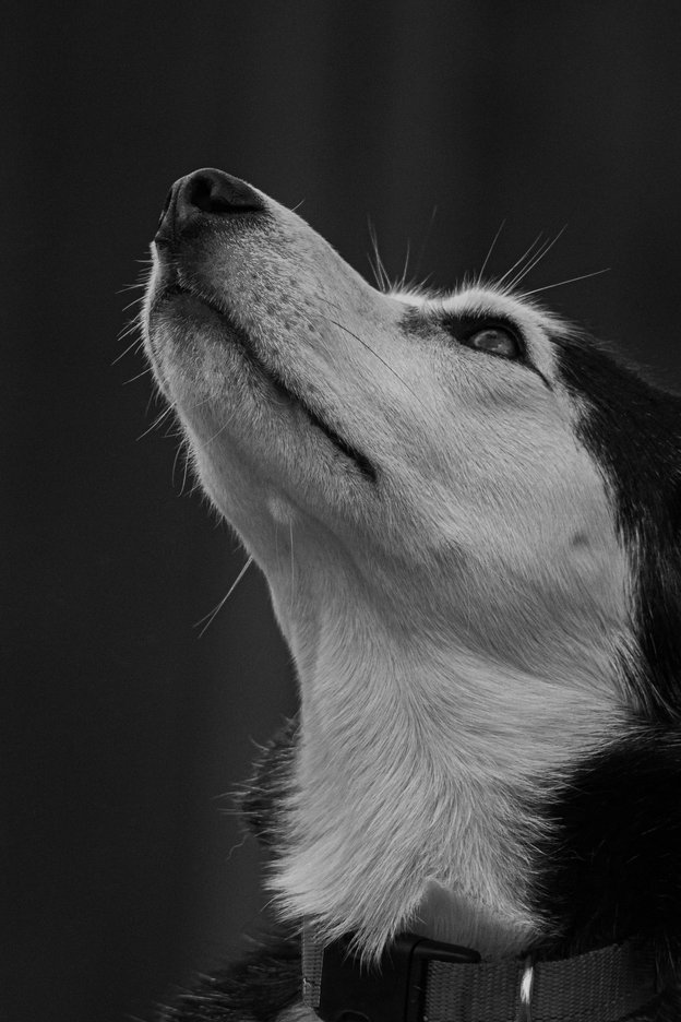 A dramatic, black and white portrait featuring a dog in profile, looking upward. The strong contrast and simple dark background emphasize the dog's alert posture and facial structure, creating a focused and expressive image.