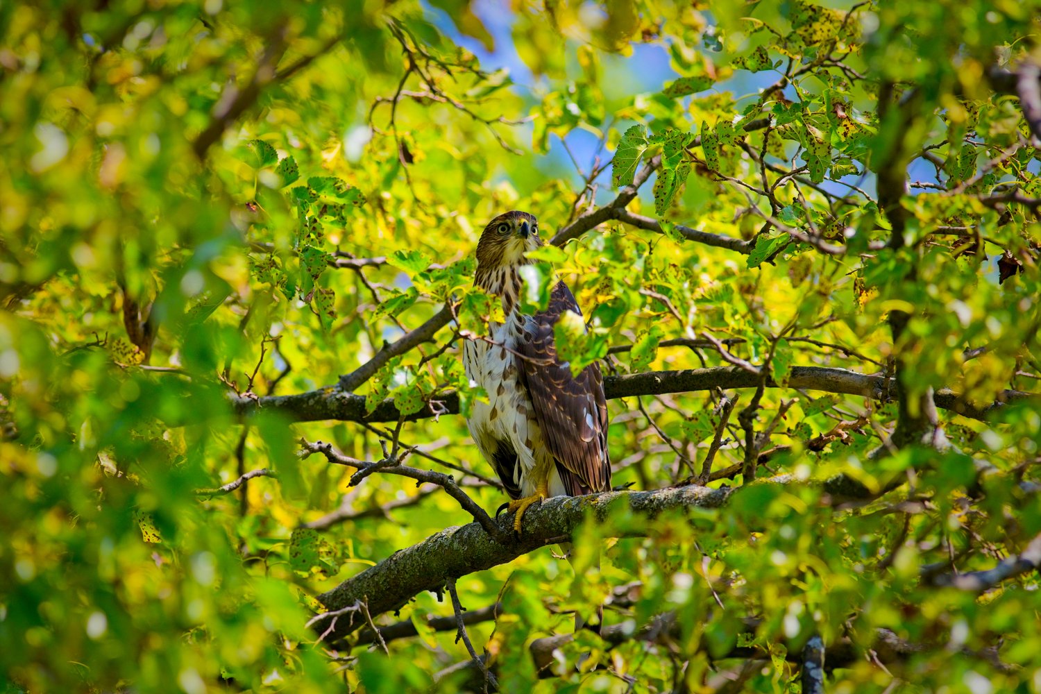 Two birds are perched closely together on a horizontal branch amidst a backdrop of dense, vibrant, and lush green foliage, capturing a watchful moment in a natural woodland setting.