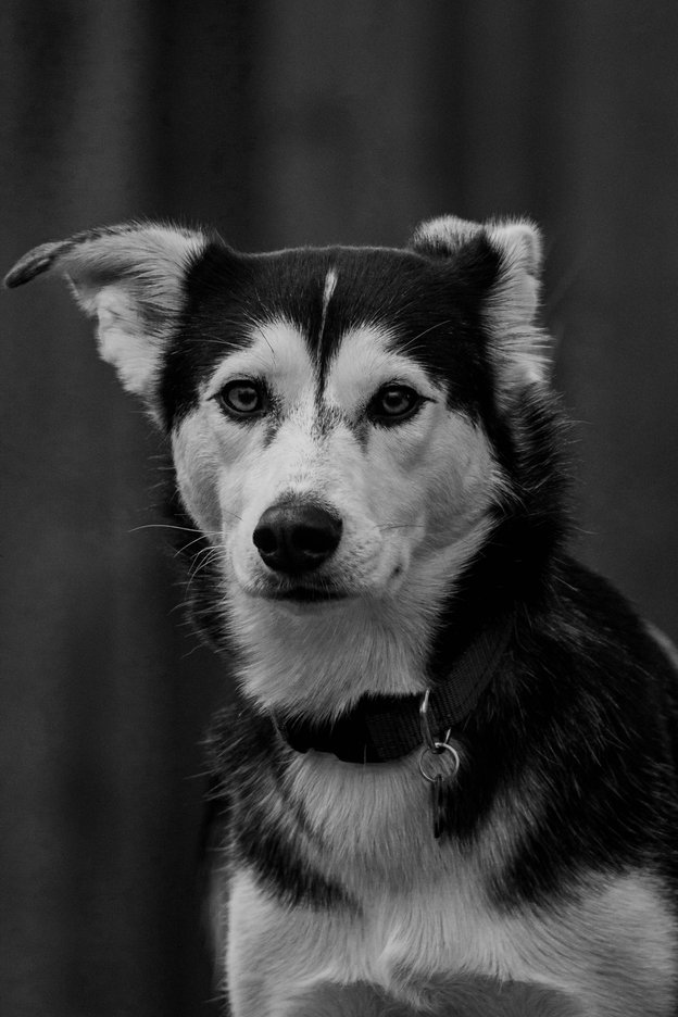 A striking black and white portrait of a Husky dog looking directly at the camera. The dog is sharply focused and alert, standing against a dark, minimalist background that emphasizes its features and coat.