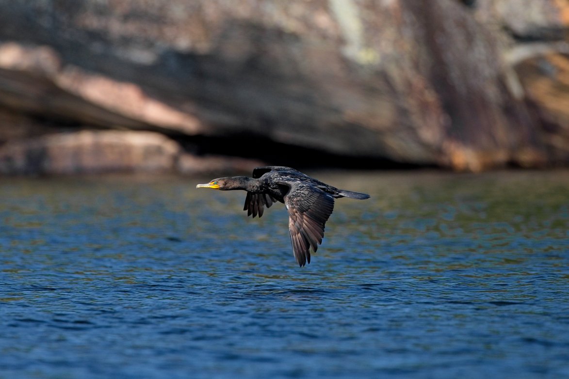 A dark water bird is captured flying low over rippling blue water, set against a dramatic background of large, shadowed, rocky cliffs.