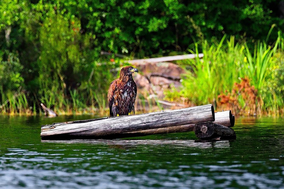 An eagle is perched on a weathered log floating on calm water, set against a lush backdrop of dense green foliage, depicting a serene wilderness scene.