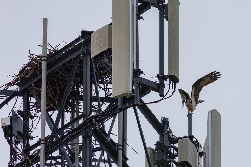 The image features a large, complex metal transmission or utility tower structure set against an overcast sky. The infrastructure supports a sizable bird's nest on the left side, and a bird, resembling an eagle, is visible flying near the right side of the structure.