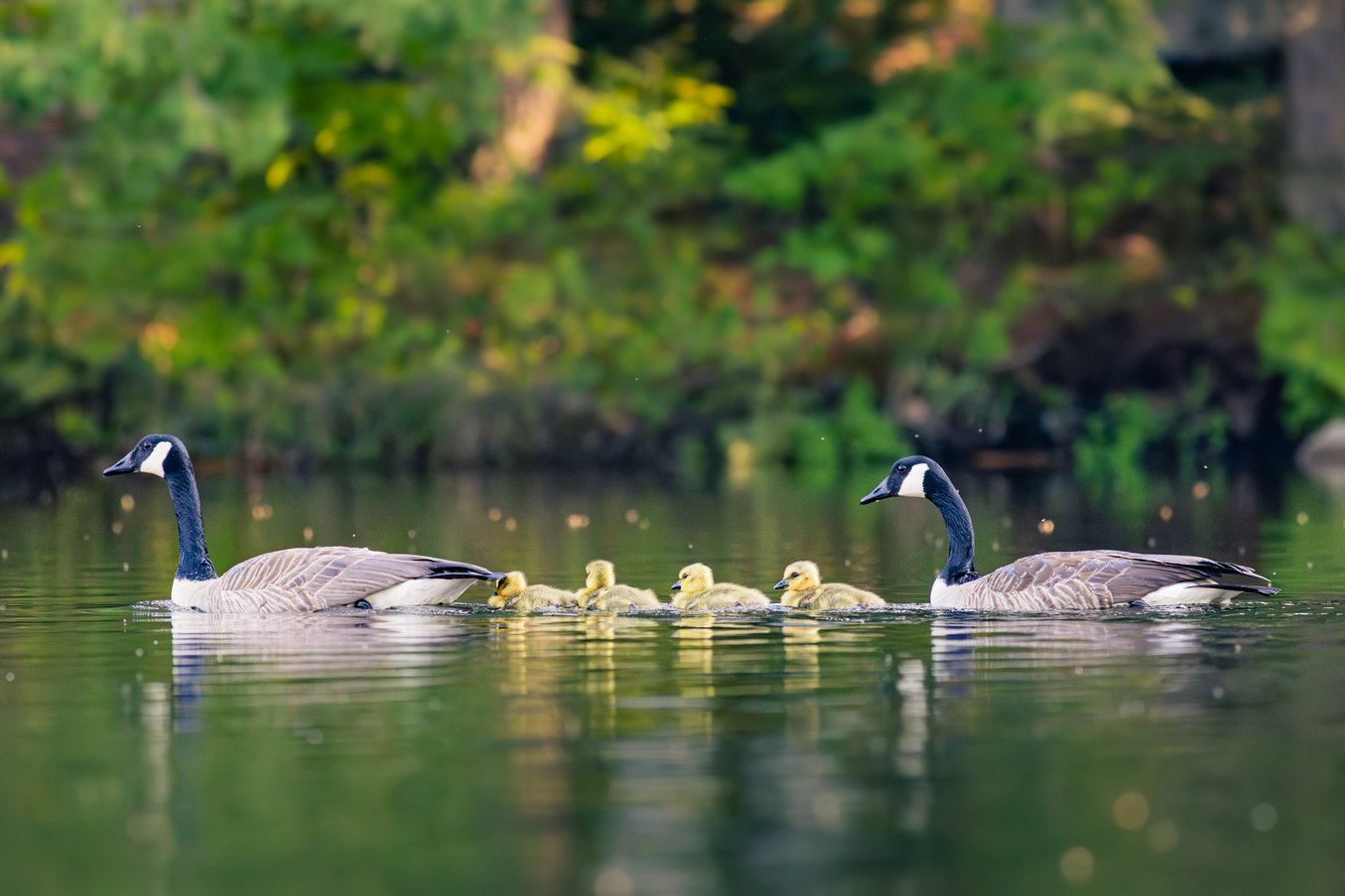 A peaceful scene featuring a family group of water birds, likely cormorants. Two adult birds are swimming in a calm, green body of water, flanking a line of several small yellow chicks. The background consists of lush, green foliage.