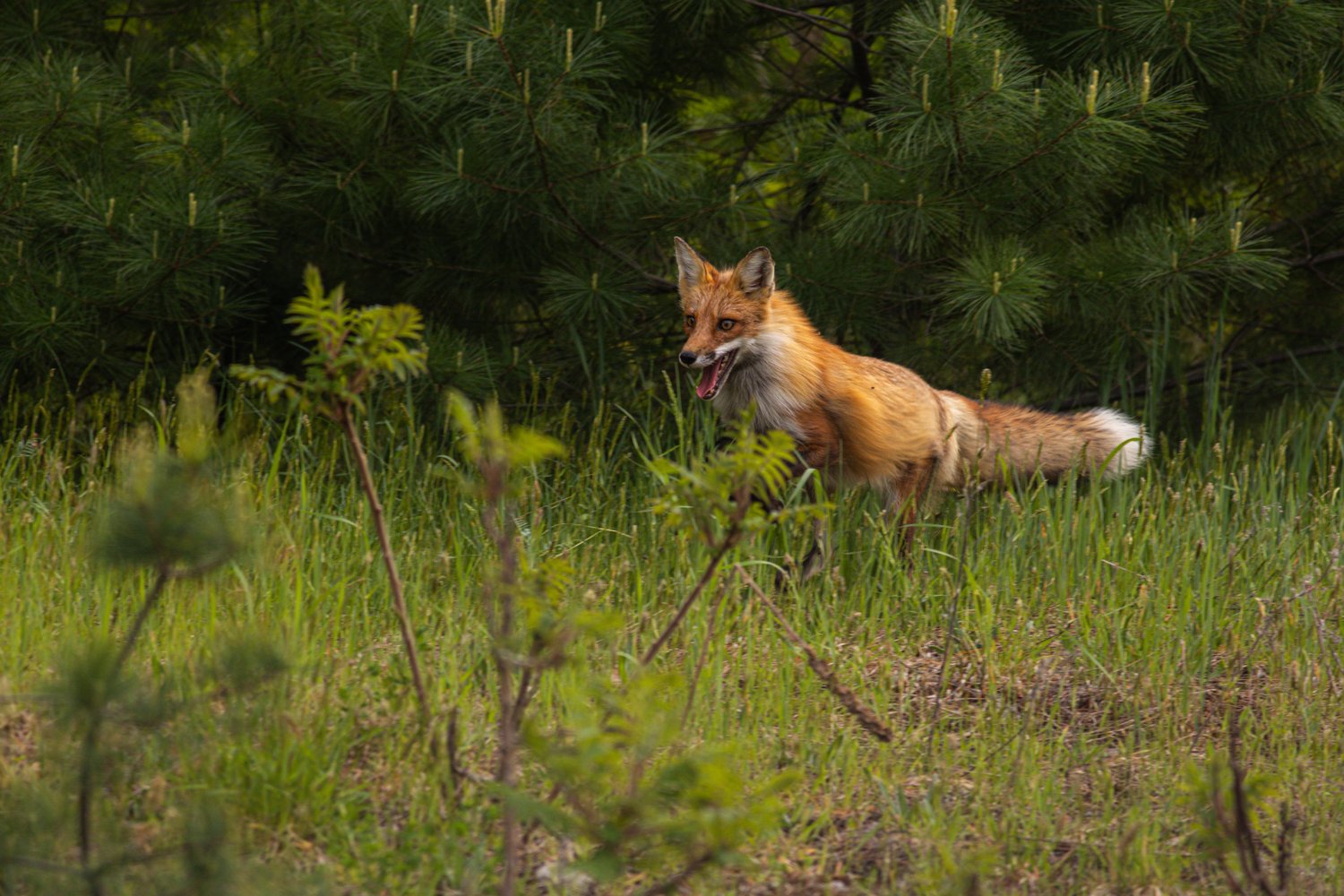 A fox is captured in a wild, natural setting, standing amidst tall green grasses and low foliage. The background is filled with dense, dark evergreen trees, creating a contrast with the fox's reddish-orange coat.