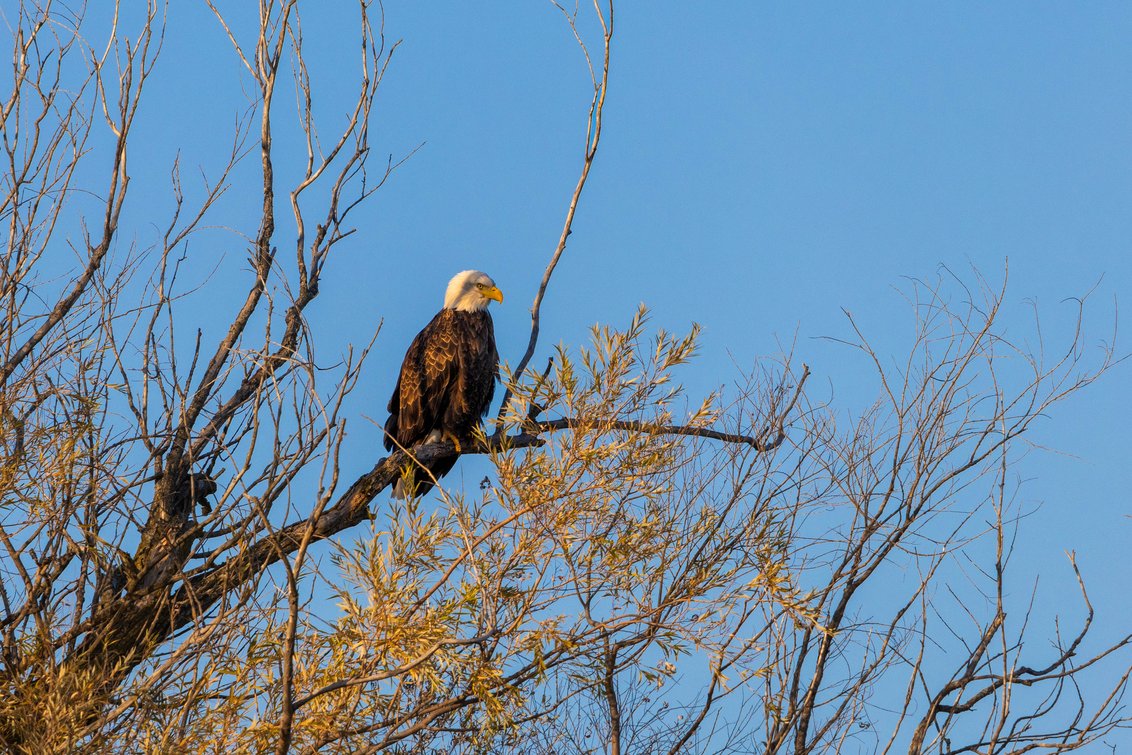 A majestic bald eagle is perched on a thick branch amidst surrounding, somewhat sparse foliage and bare limbs, all set against a clear, bright blue sky.