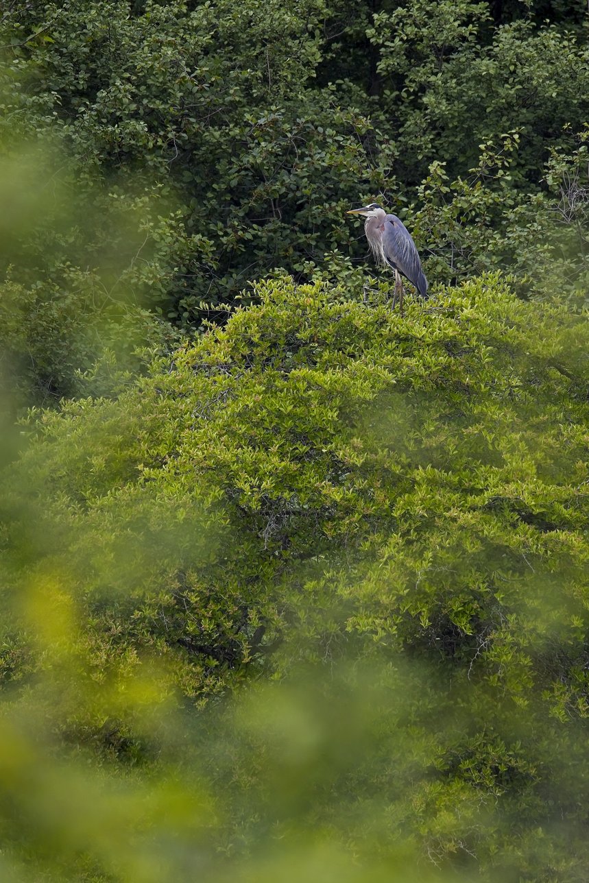 A heron stands prominently on a dense, lush green canopy amidst a background of dark forest. The composition features blurred foliage in the foreground, emphasizing the wild, natural setting where the bird is resting.