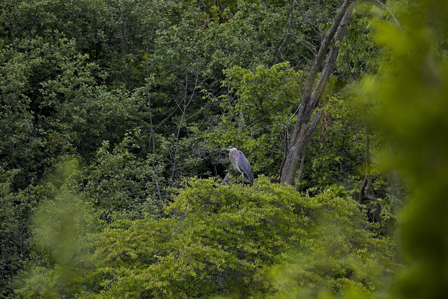 A gray bird is perched on a densely vegetated green mound, set against the backdrop of a lush, deep forest canopy. The foreground features soft, blurred green foliage, emphasizing a secluded, natural woodland scene.