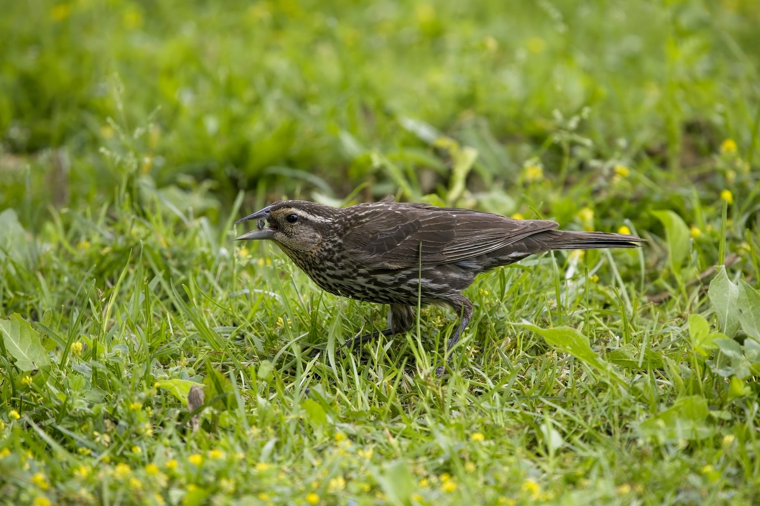 A small, streaked songbird stands amidst lush, vibrant green grass. The bird is positioned in the foreground, appearing to be foraging in a natural outdoor environment that also contains small yellow flowers.