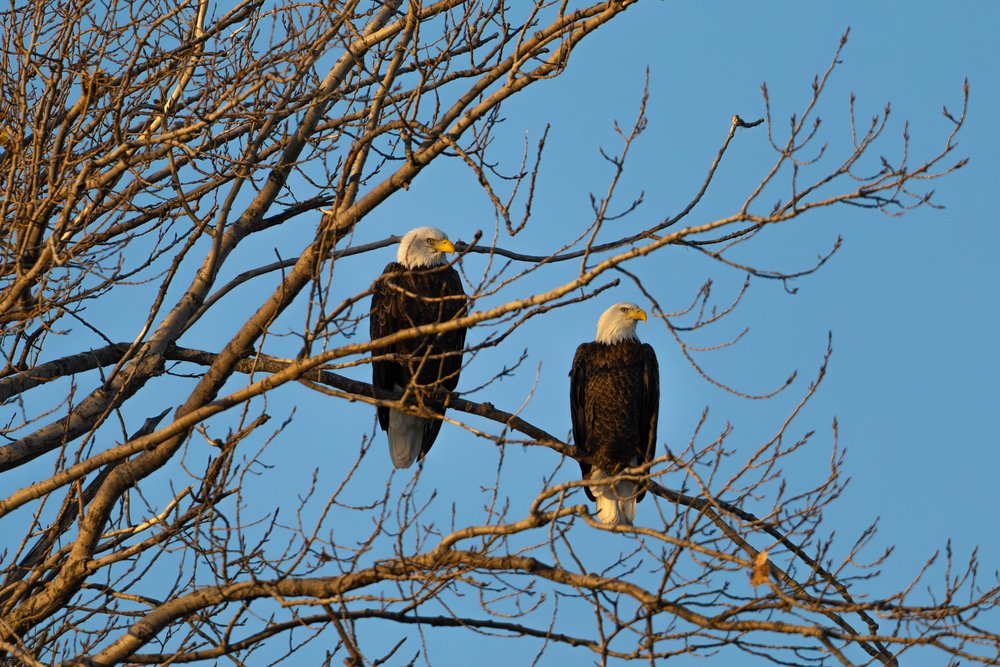 Two bald eagles are perched on bare, intricate tree branches against a clear blue sky. The composition highlights the majestic birds and the stark contrast of the branches and plumage against the bright background.