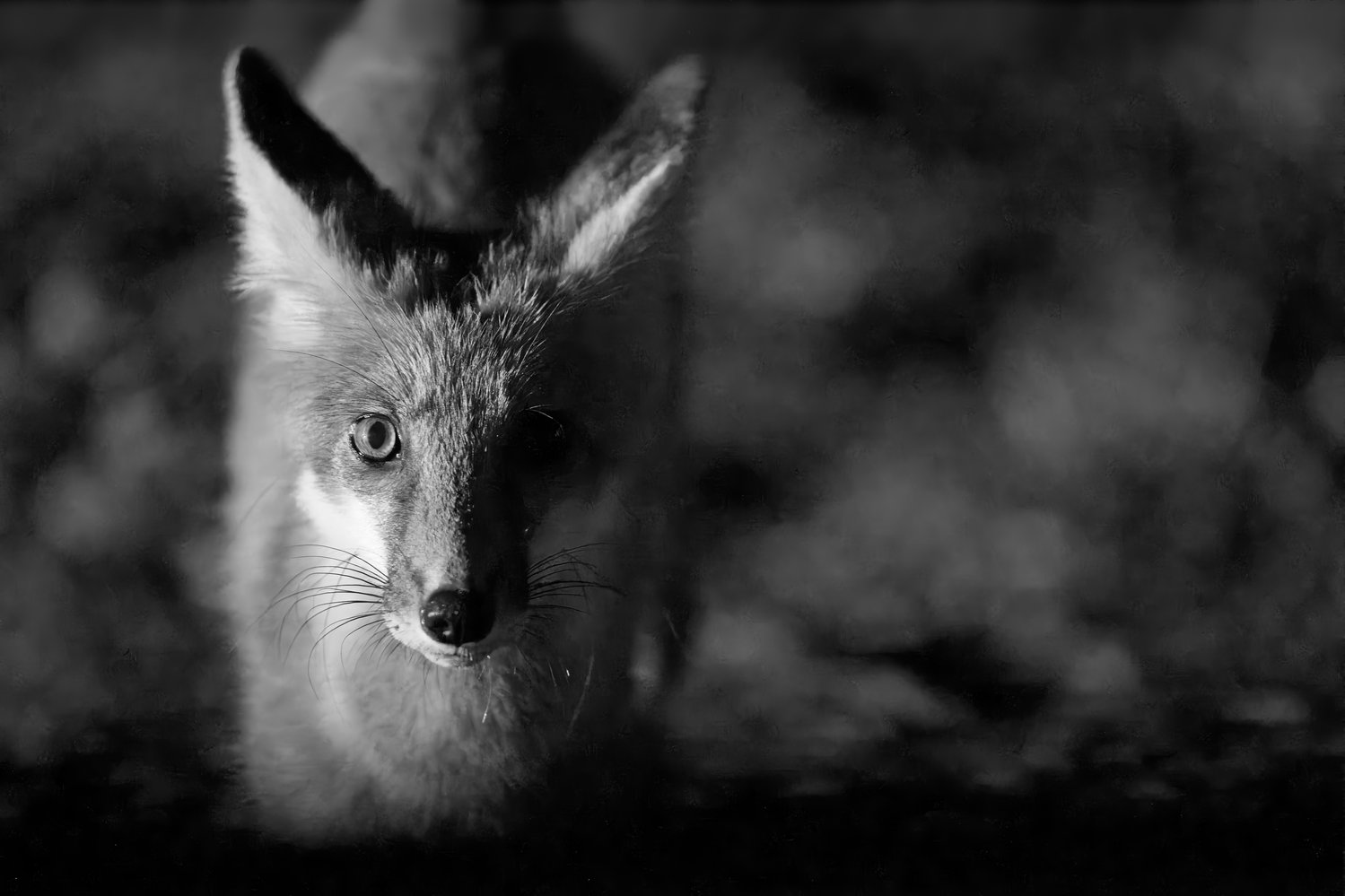 A striking black and white portrait of an alert fox peering out from a dark, obscured background, capturing an intense and direct gaze.