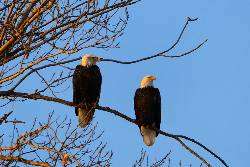 Two bald eagles are perched on a thick branch against a clear blue sky. The scene is framed by numerous dark, leafless branches of a tree in the foreground.