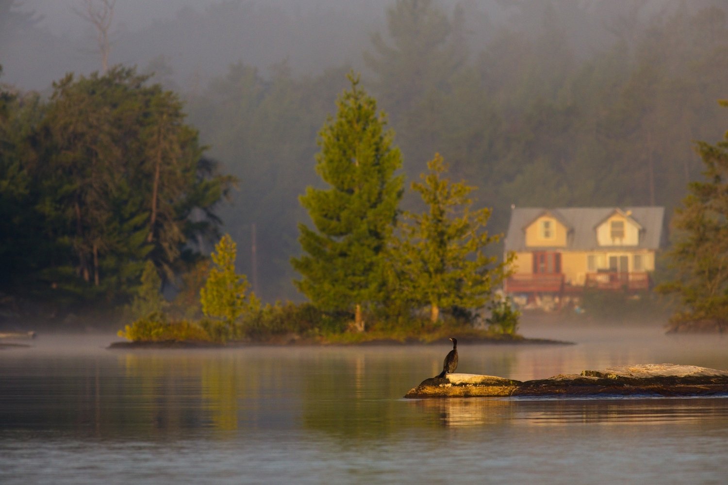 A tranquil, misty scene over calm water, featuring dense evergreen foliage and a small patch of land. A solitary dark bird stands on a rock in the foreground, while through the soft fog, a house and additional trees are visible in the midground, lending the image a peaceful and atmospheric quality.