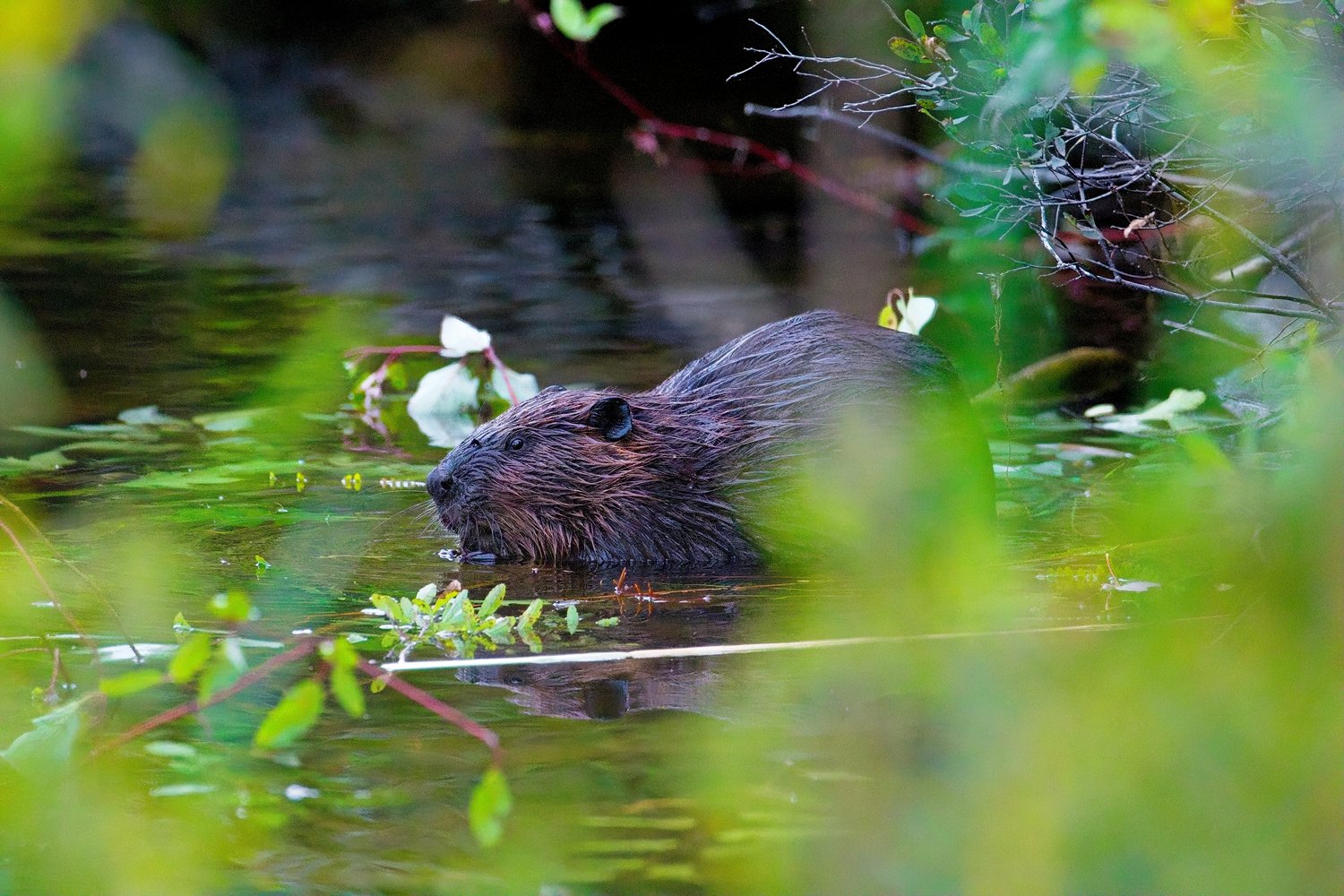 A dark-furred rodent, possibly a muskrat, is partially submerged in calm, murky water. The scene is framed by soft, out-of-focus green foliage in the foreground, highlighting the animal in its natural, aquatic habitat.