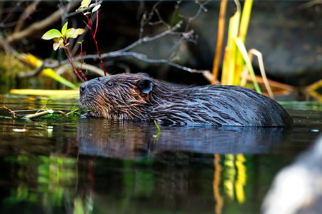{'type': 'string', 'summary': 'A partially submerged beaver rests in calm, dark water in a natural, riparian setting. The beaver is the central focus, appearing alert, while the background features prominent natural elements such as tangled roots, debris, and bright yellow reeds, suggesting a wild river or pond habitat.'}