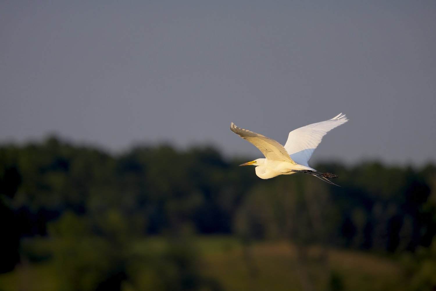 A bright white seagull is captured mid-flight against a dark, overcast sky backdrop. Below the sky, a dark, blurred expanse of trees and foliage fills the lower portion of the frame, creating a strong contrast that highlights the bird's movement.