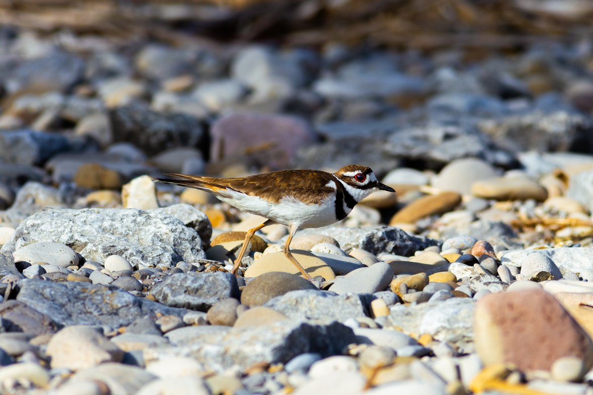 A small passerine bird with brown and white plumage stands on a rocky shore composed of mixed-sized pebbles. The bird is sharply focused, standing among the natural substrate, with a shallow depth of field emphasizing the subject against the backdrop of numerous stones.