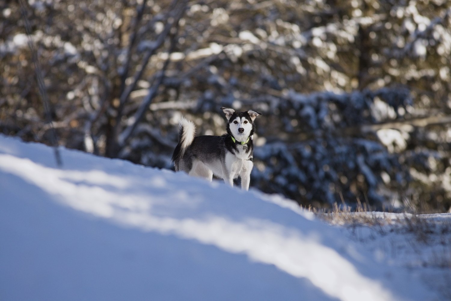 A medium-sized dog stands on a snowy incline in an outdoor winter setting. The dog is centered in the frame, looking toward the viewer, with a wooded background of trees suggesting a forest edge.