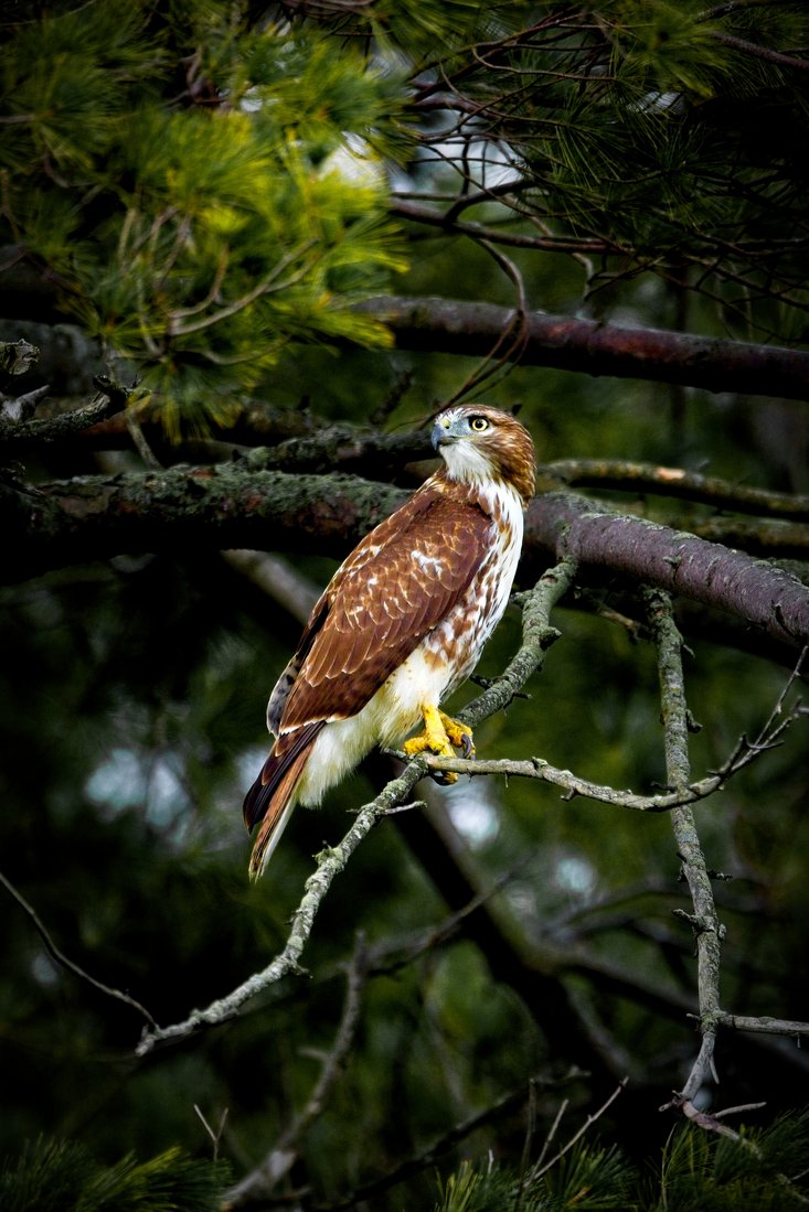 A raptor is perched on a dark, horizontal branch amidst dense forest foliage. The hawk, with mottled brown and white plumage, surveys its surroundings against a moody, green backdrop.