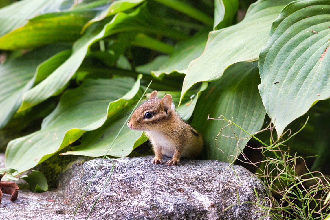A chipmunk stands alertly on a gray rock, nestled amongst vibrant, dense tropical green foliage.