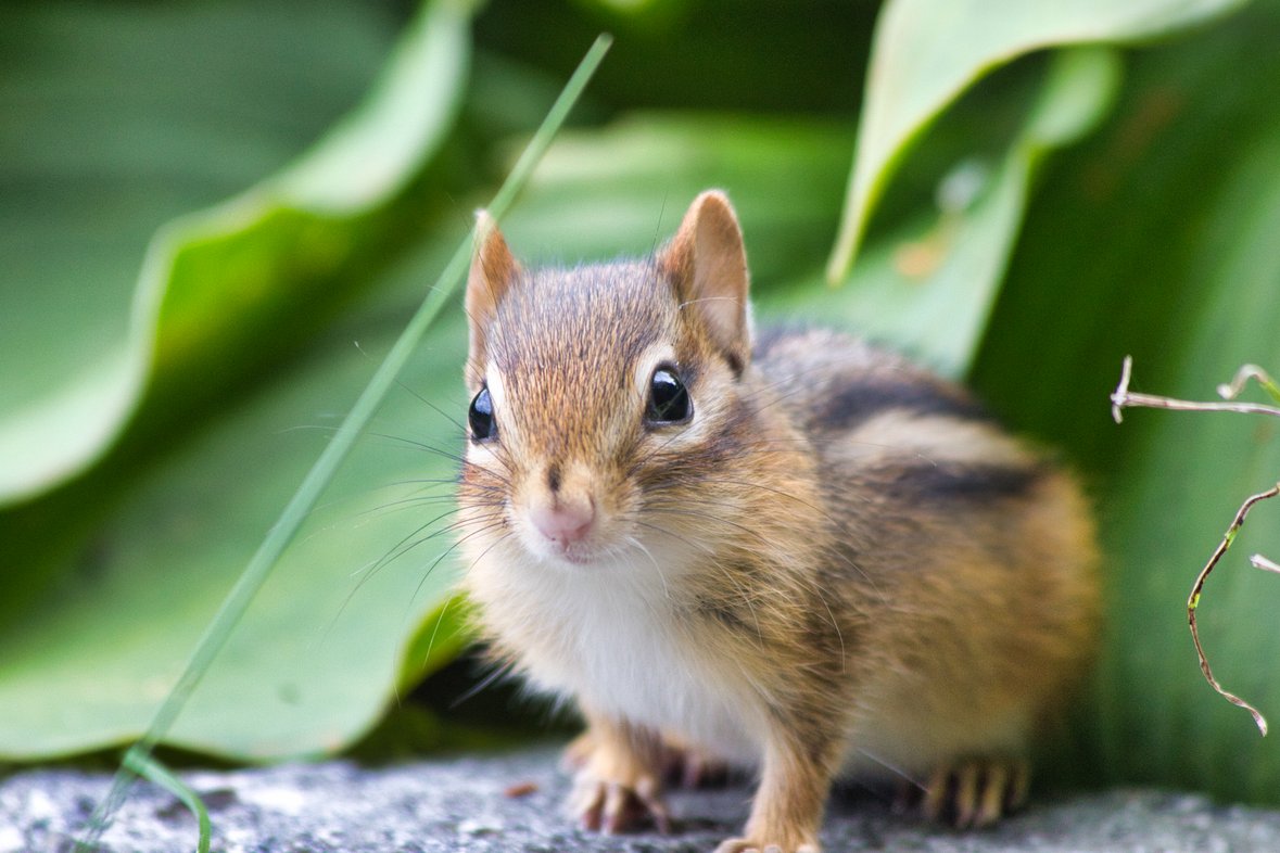 A close-up, natural portrait of an alert squirrel positioned on a gray surface. The squirrel is sharply focused against a vibrant, lush backdrop of large green foliage, suggesting an outdoor habitat.