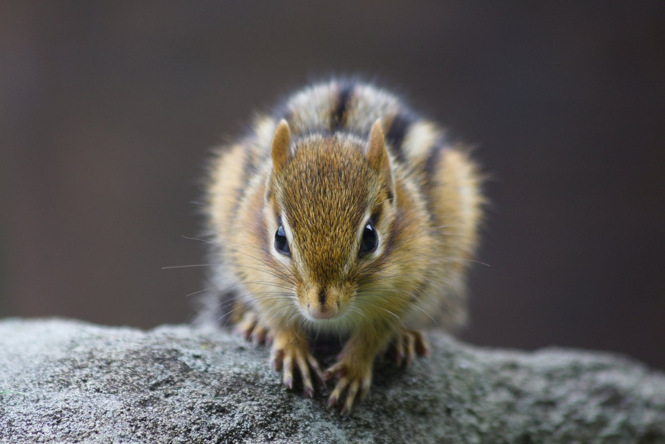 A detailed close-up photograph of a small, fluffy squirrel resting on a textured gray rock. The squirrel is positioned low to the ground, looking directly at the viewer with bright eyes, set against a soft, dark, and blurred background.