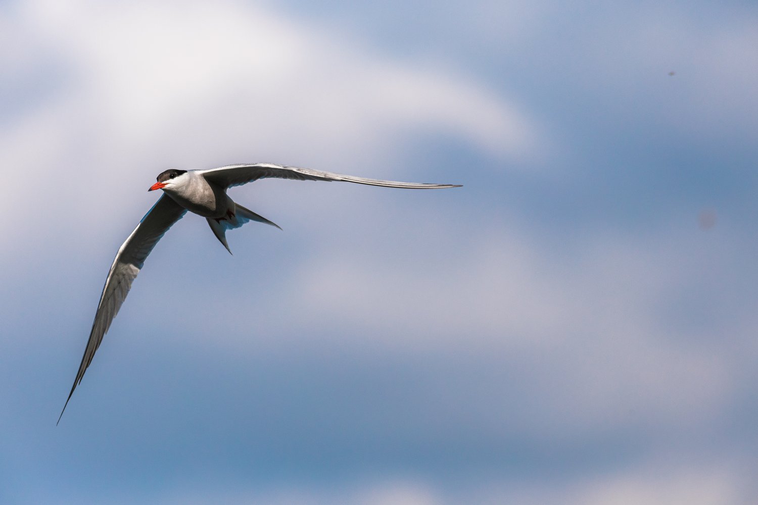 A bird, likely a gull, is captured in flight across a blue sky with scattered white clouds.