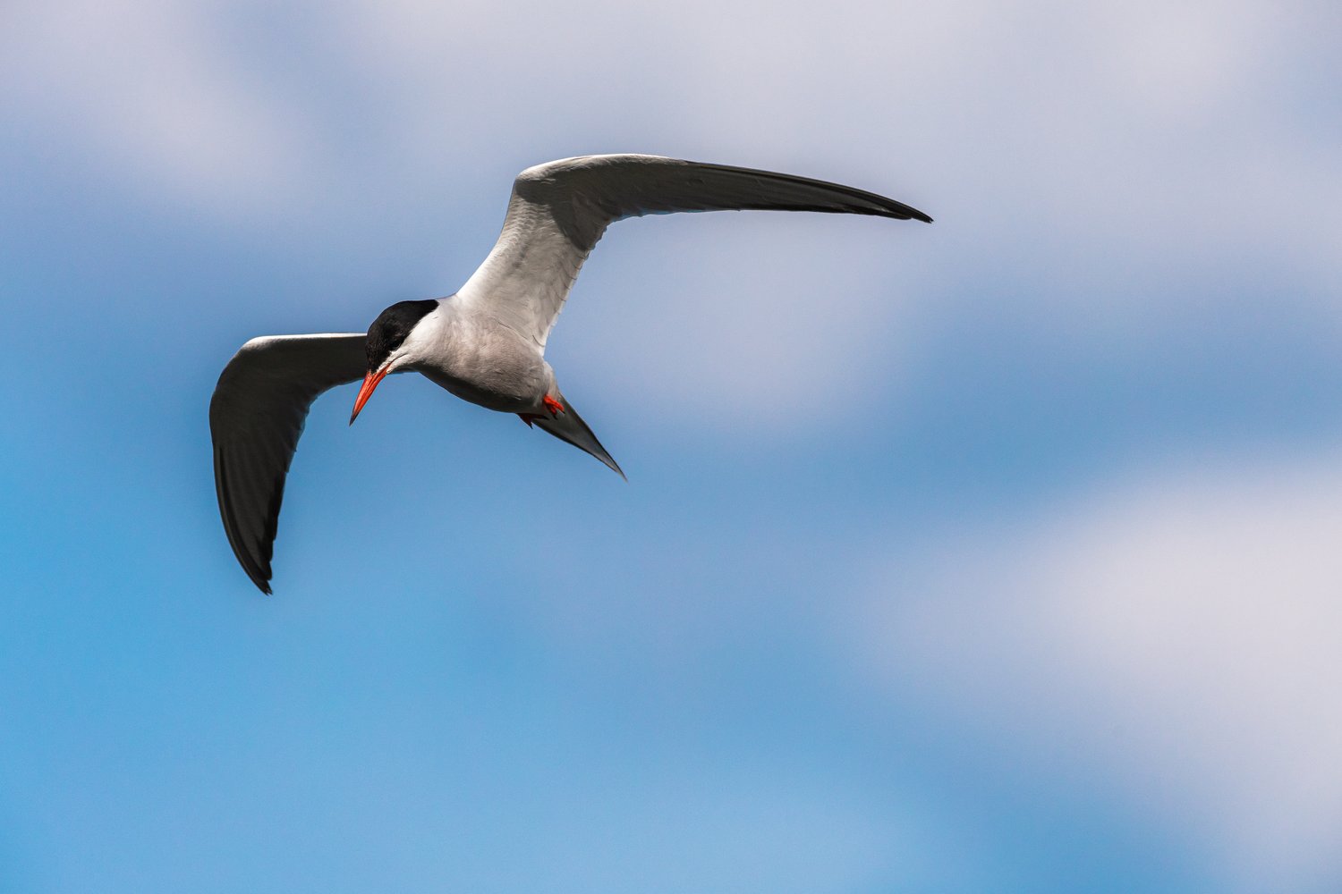 A tern-like bird is captured mid-flight, soaring against a bright blue sky scattered with white clouds. The bird is sharply focused, displaying its wings fully extended in motion.