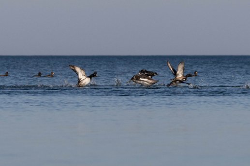 A dynamic scene of several gulls running and splashing in the water against a vast, calm body of water and an overcast sky.