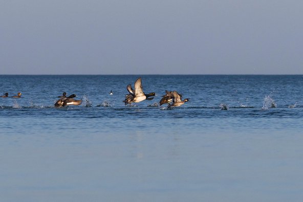 A group of geese are seen flying or wading across a calm expanse of water, set against a vast, pale blue sky.
