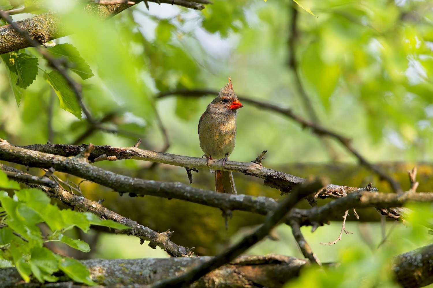 A small songbird with a noticeable crest and orange bill is perched on a dark, horizontal branch. The bird is centered in the frame, set against a vibrant, lush background of soft-focus green foliage, suggesting a natural forest or woodland environment.