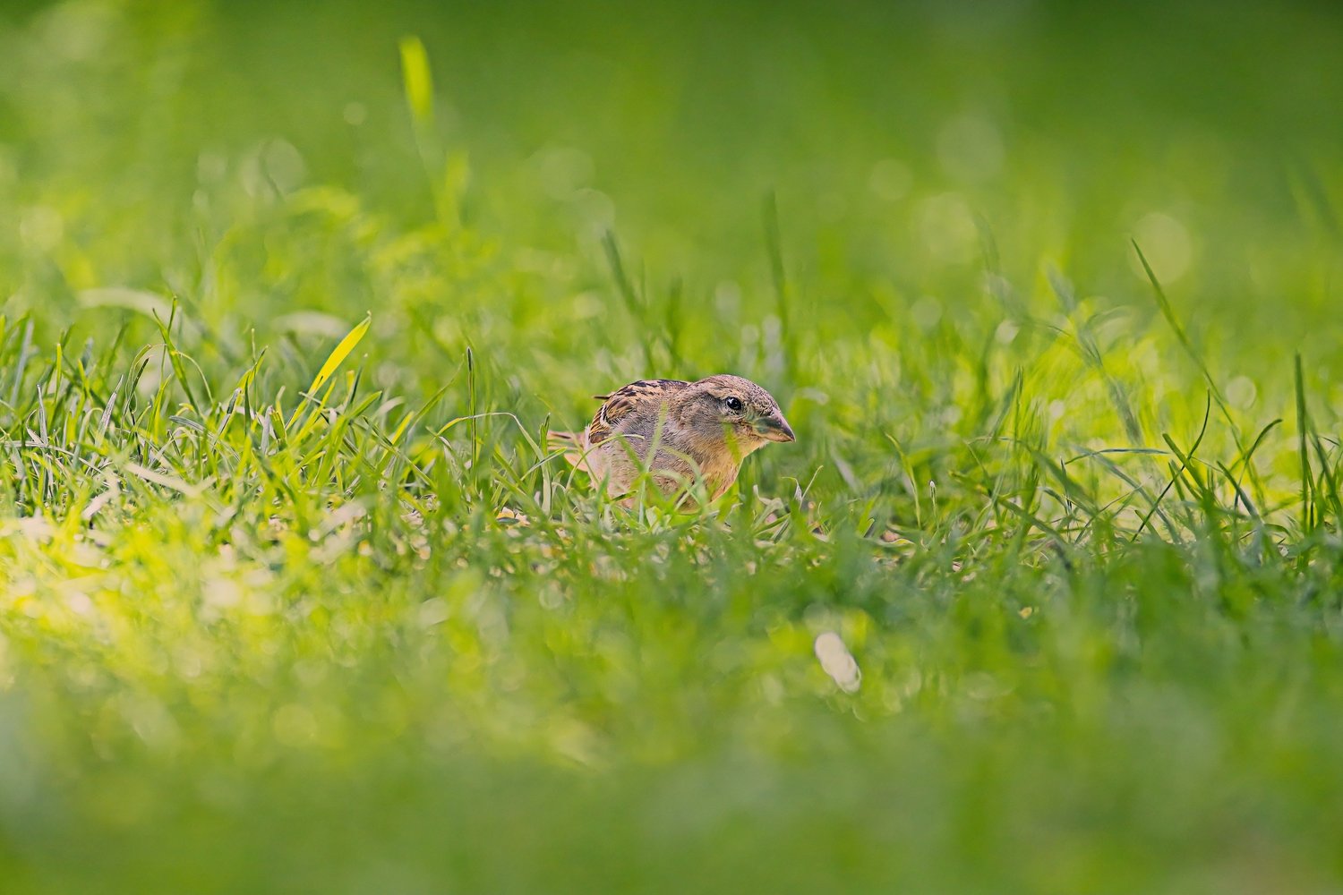 A small, camouflage-colored bird is captured in natural daylight amidst lush, vibrant green grass. The image uses a shallow depth of field, sharply focusing on the bird while softly blurring the surrounding foliage to create a serene wildlife portrait.