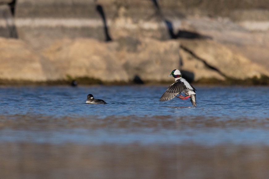 The image captures a dynamic moment of wildlife on a body of water, featuring a prominent bird dramatically spreading its wings while another bird swims nearby. The scene is set against a textured, earthen bank backdrop.