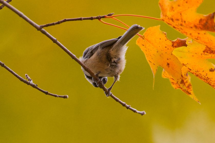 A small bird is perched on a dark branch, framed by brilliant orange and yellow autumn leaves. The scene is set against a soft, uniform yellow background, capturing a detailed moment of nature during the fall season.