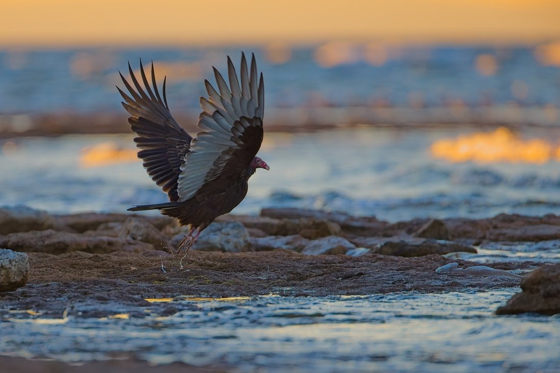 A dark bird with wings fully spread is captured in motion over a wet, rocky shoreline. The scene is illuminated by the warm, soft light of dawn or dusk, casting golden reflections across the calm water in the background.