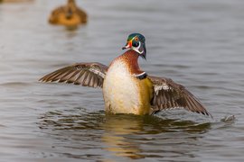 A striking photograph of a duck swimming on calm water, featuring its wings spread in the foreground. The duck has distinct plumage, and a second, more blurred duck is visible in the background.