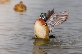 A male Mallard duck is prominently featured in a body of water, partially submerged with its wings spread open, suggesting movement. Another duck is visible, blurred in the background, creating a natural outdoor scene.