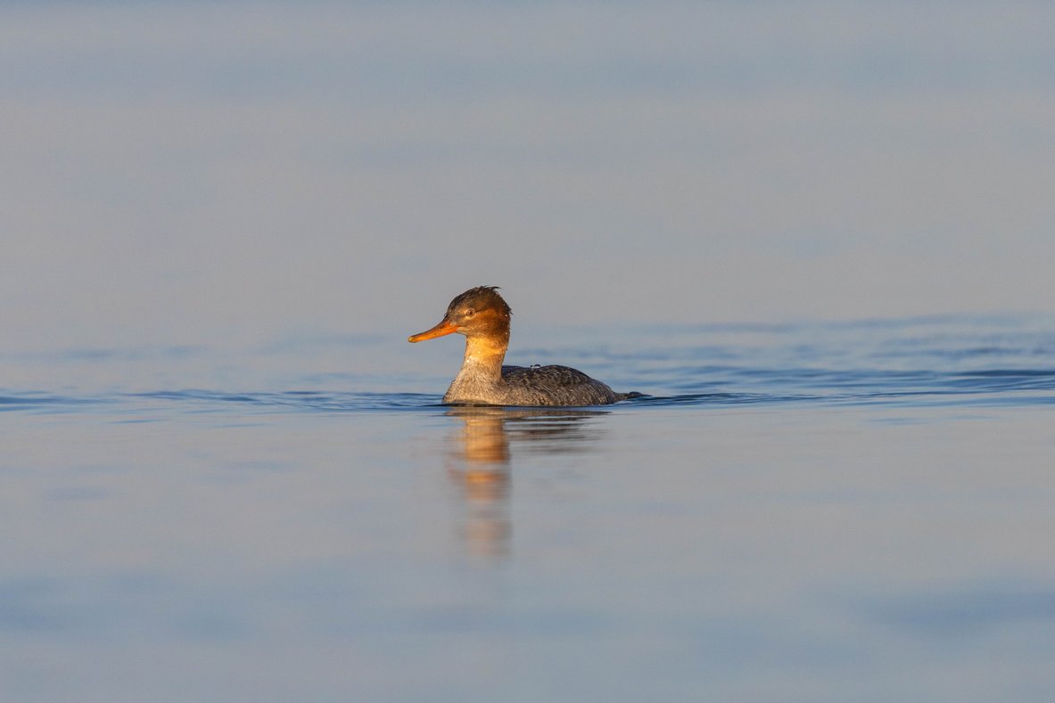 A tranquil scene featuring a bird floating low on calm, glassy water. The soft, muted light creates a serene atmosphere across the surface of the water and the pale sky above.