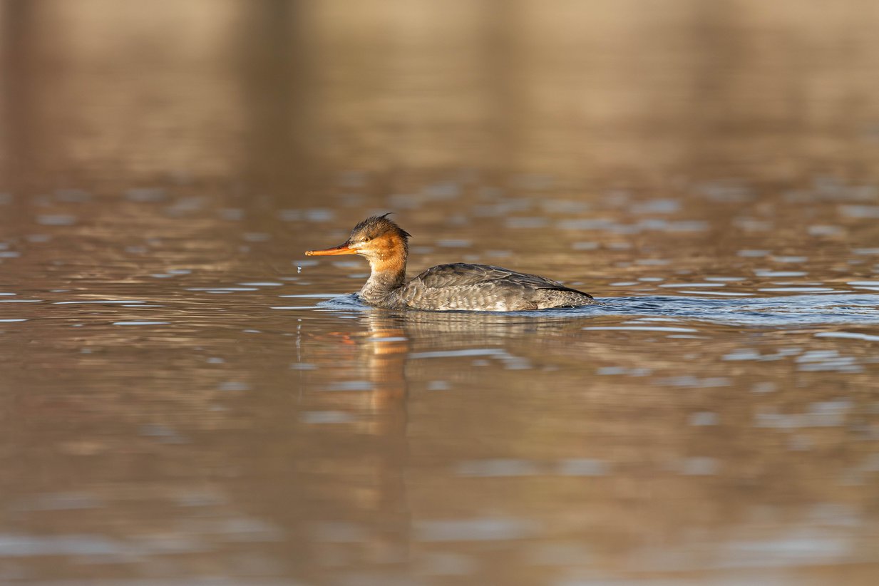 A photograph captures a single duck swimming in calm, brown water. The bird is the central focus, set against a soft, warm-toned, and slightly blurred natural background, suggesting a peaceful scene in a pond or river.