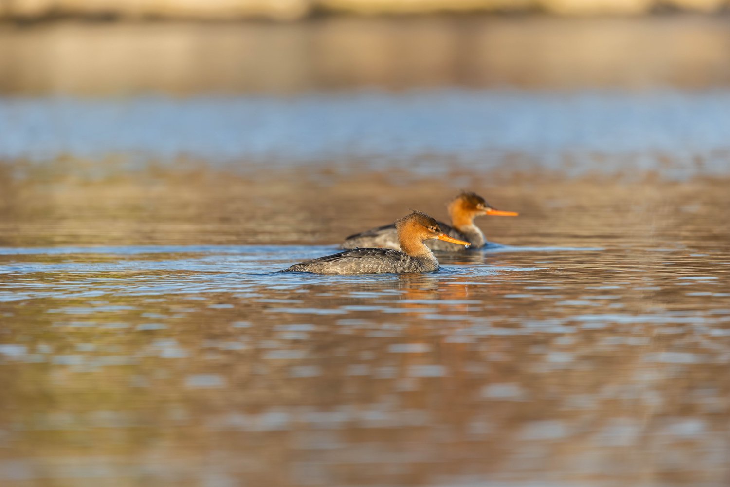 Two birds, likely cormorants, are seen floating together on calm, somewhat brownish water. The scene is peaceful and natural, with the background softly blurred, focusing attention entirely on the two birds.