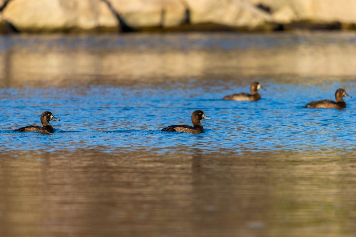 A photograph capturing several dark-colored ducks swimming across a calm, natural body of water, with a muted, blurry shoreline visible in the background, suggesting a serene outdoor setting.
